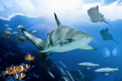 alton-towers-sharkbait-reef-small.jpg