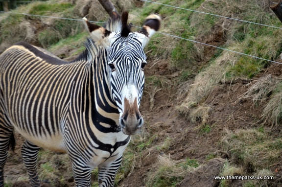 Zufari - Ride into Africa at Chessington World of Adventures