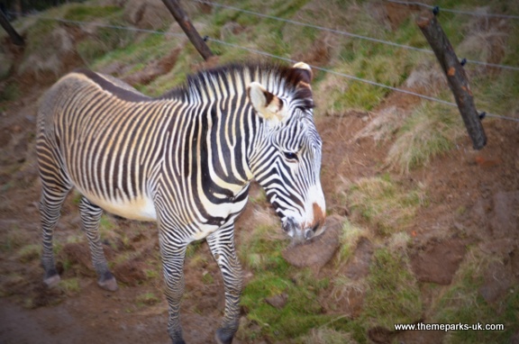 Zufari - Ride into Africa at Chessington World of Adventures