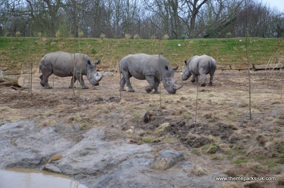 Zufari - Ride into Africa at Chessington World of Adventures