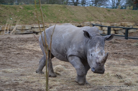 Zufari - Ride into Africa at Chessington World of Adventures